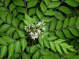 Fresh Curry Leaves Exporters in India