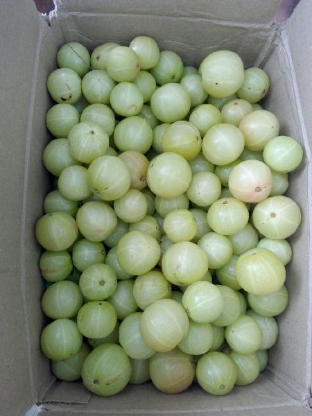 Fresh Vegetable Amla /Gooseberry Supplier or Exporter in India