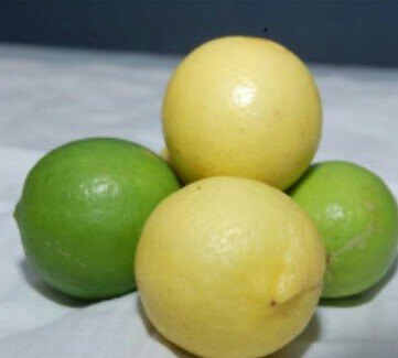  Round Fresh Fruits Lemon/Limon, for Cooking Juices, Color : Green/Yellow