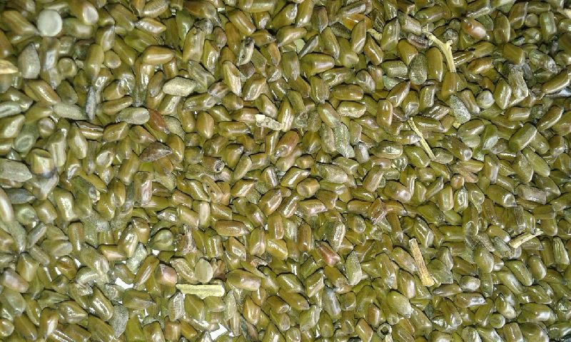 Cassia Tora Seeds