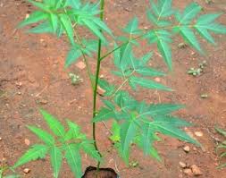 Malabar neem plants