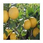 TC Lemon Plants