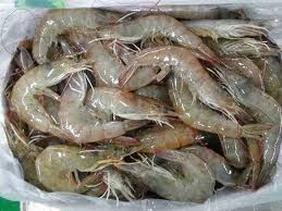 Frozen Shrimps, Live Shrimps