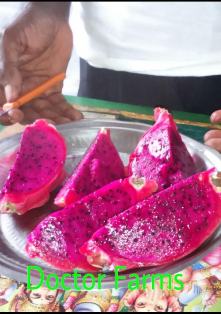 Red Dragon Fruit