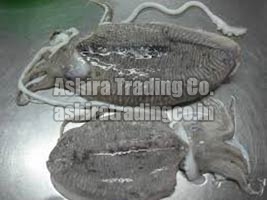 Frozen Cuttlefish, for Human Consumption, Packaging Type : Thermocole Box, Vaccum Packed