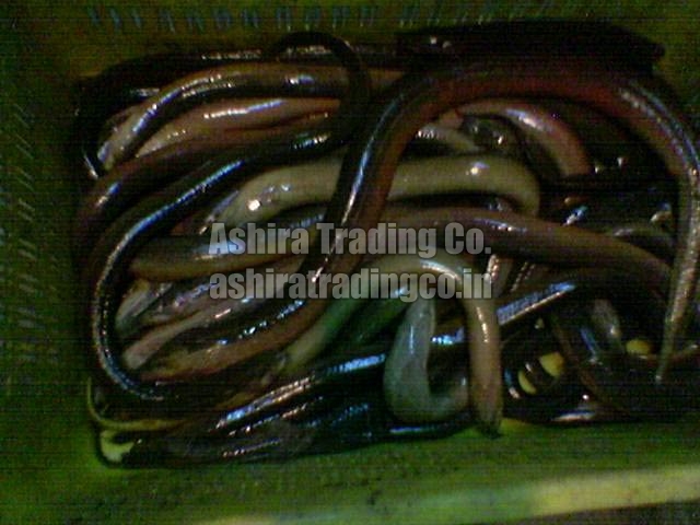 Frozen Eel Fish, for Human Consumption, Packaging Type : Thermocole Box, Vaccum Packed
