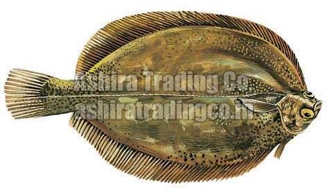 Frozen Sole Fish, for Human Consumption, Packaging Type : Thermocole Box, Vaccum Packed