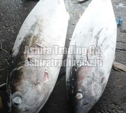 Silver Frozen Yellow Fin Tuna Fish, for Human Consumption, Certification : FDA Certified