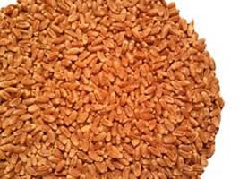 Wheat Seeds 