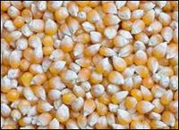 Yellow Corn Feed Grade