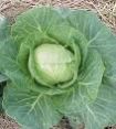 fresh cabbage