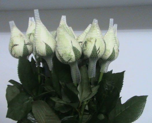 Fresh Rose