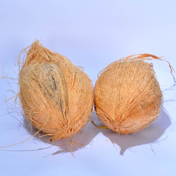 Coconut 01