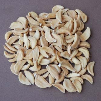 Dehydrated Garlic Cloves Manufacturer & Exporters from Ahmedabad ...