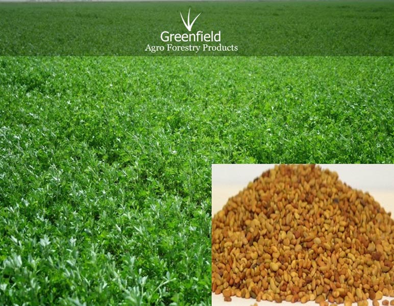 Alfalfa ( Lucerne ), Grass Seeds ( Medicago Sativa )