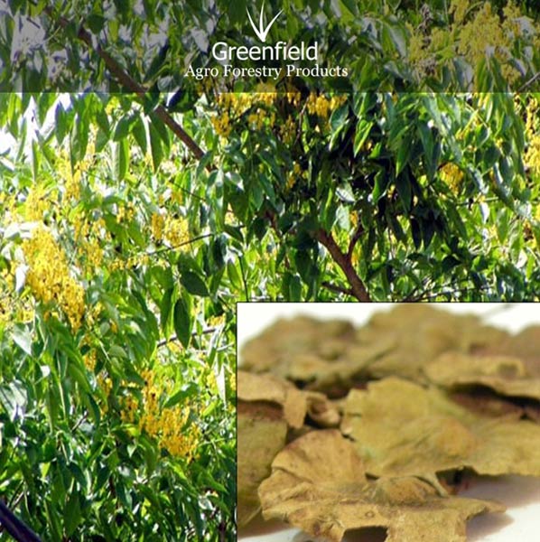 Bija Forestry Tree Seeds ( Pterocarpus Marsupium )