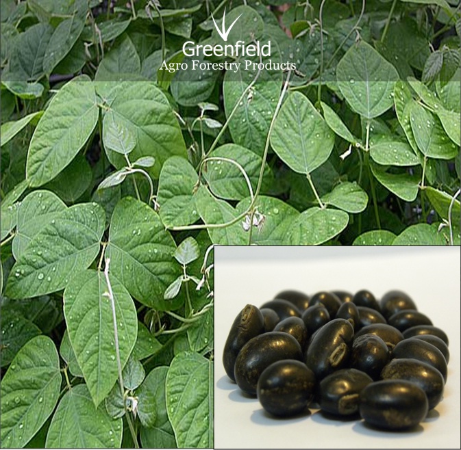 Black Kinvanch Medicinal Seeds  ( Mucuna pruriens )
