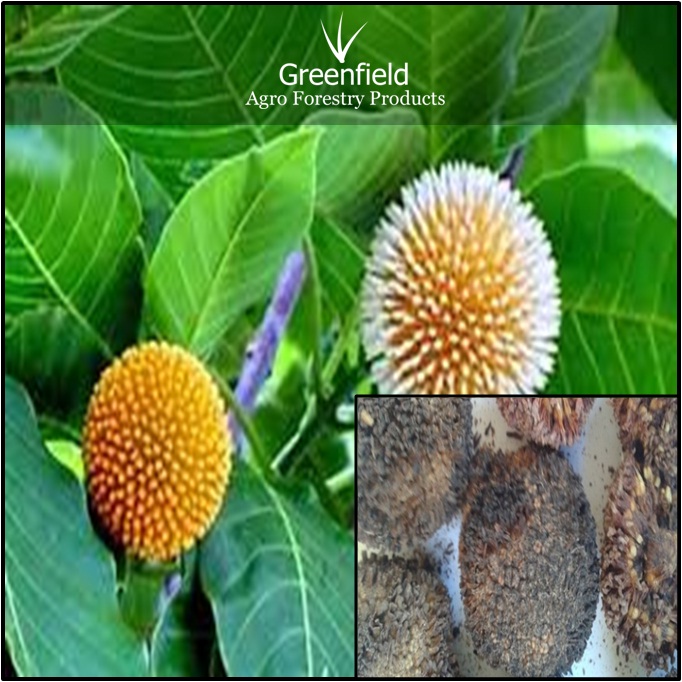 Kadam Ornamental Tree Seeds ( Anthocephalus cadamba )