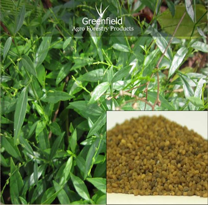 Kalmegh Medicinal Seeds ( Andrographis paniculata )