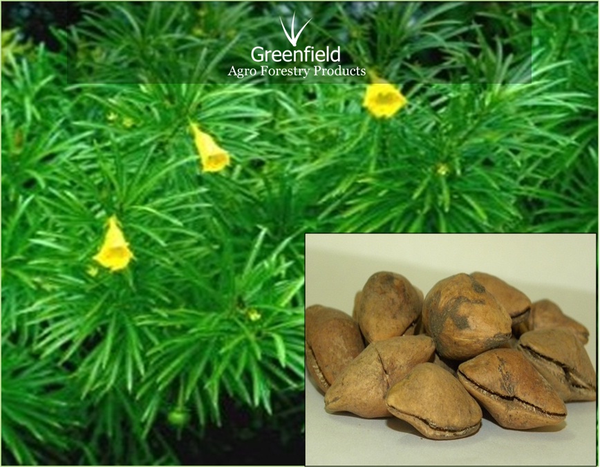 Kaner ornamental tree seeds ( Thevetia peruviana )