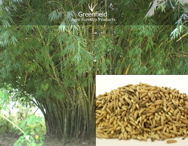 Katanga bamboo tree seeds ( Bambusa arundinacea )