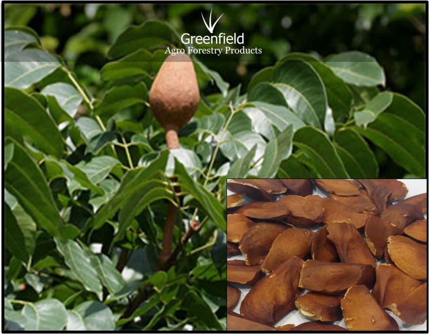 Mahogany tree seeds ( Swietenia macrophylla )