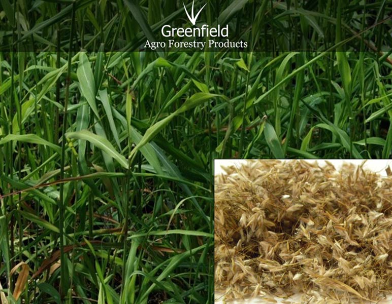 palmarosa grass seeds ( Cymbopogon martinii )