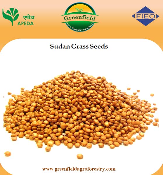 Red sudan grass seeds ( Sorghum Sudangrass )