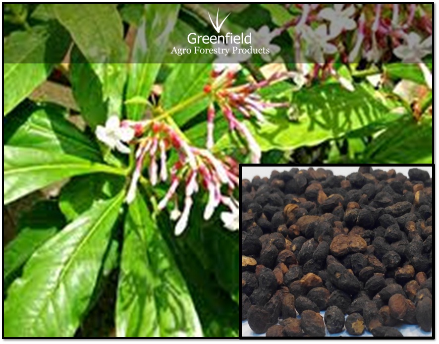 Sarpgandha medicinal seeds ( Rauvolfia serpentina )