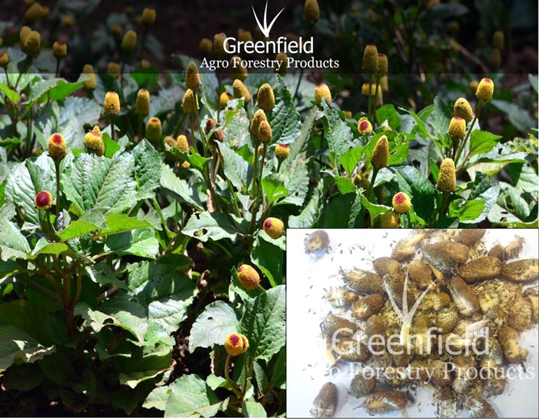 Yellow Akarkara Medicinal Seeds ( Acmella oleracea )