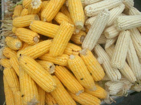 Yellow and White Corn