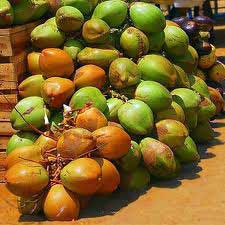 Fresh Green Coconuts, Tender Coconuts