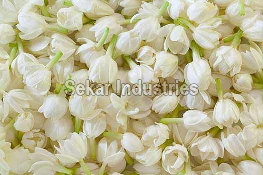 Fresh Jasmine Flowers