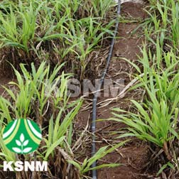 KSNM Drip, for Agriculture Irrigation system, Length : 1000 Meters