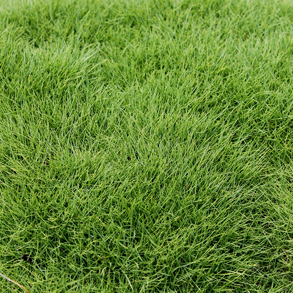 zoysia tenuifolia grass