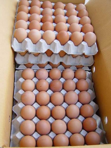 golden hen farm fresh eggs