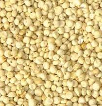 Organic Millet Seeds, for Cattle Feed, Cooking