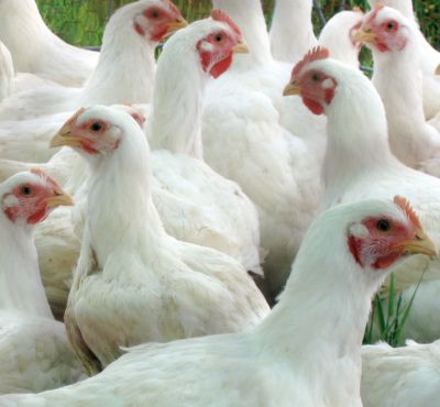 Chicken Broilers