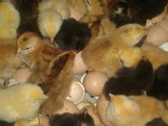 Croilers Hatching Eggs