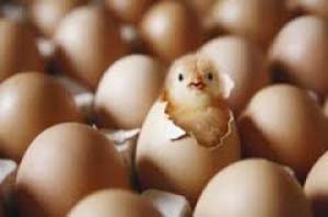Fertile Hatching Eggs (Broiler)