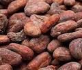 cocoa beans