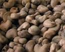 raw cashew nut