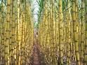 sugarcane