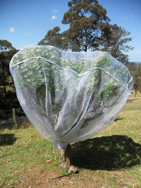 Buy Fruit Tree Net from Jb Distribution, Australia | ID ...