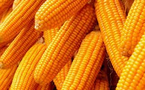 Yellow maize