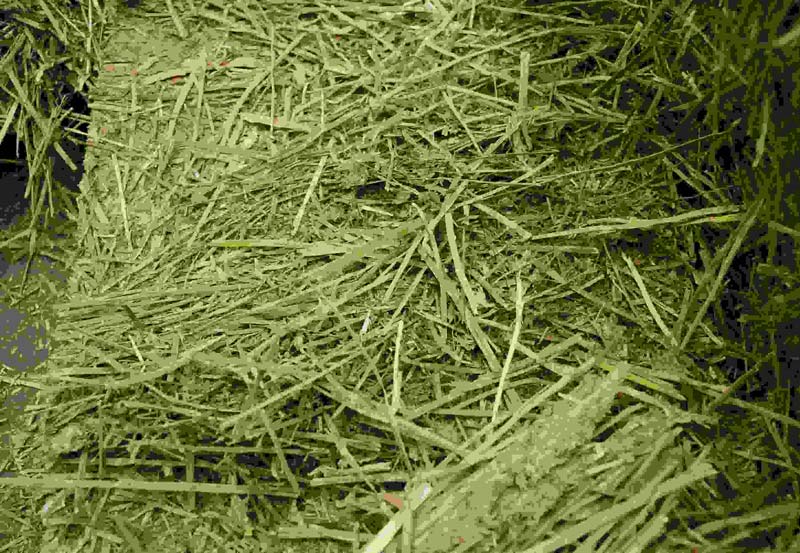 High Quality Alfalfa Hay