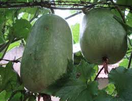 Ashgourd Ash Gourd