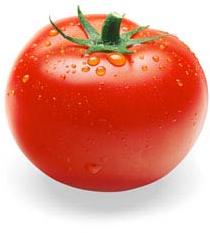 fresh tomato