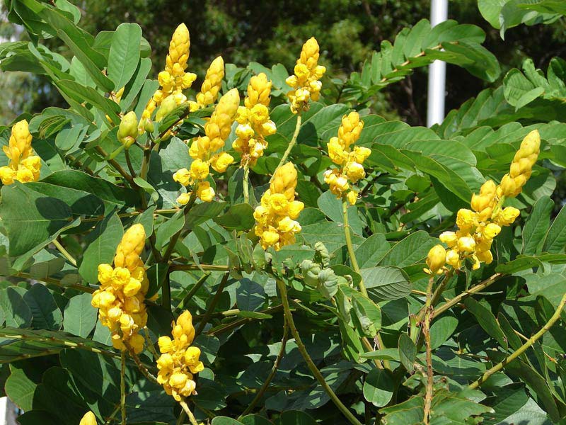 Cassia Alata Plant