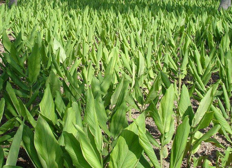 Curcuma Longa Plant, for Ayurvedic Products